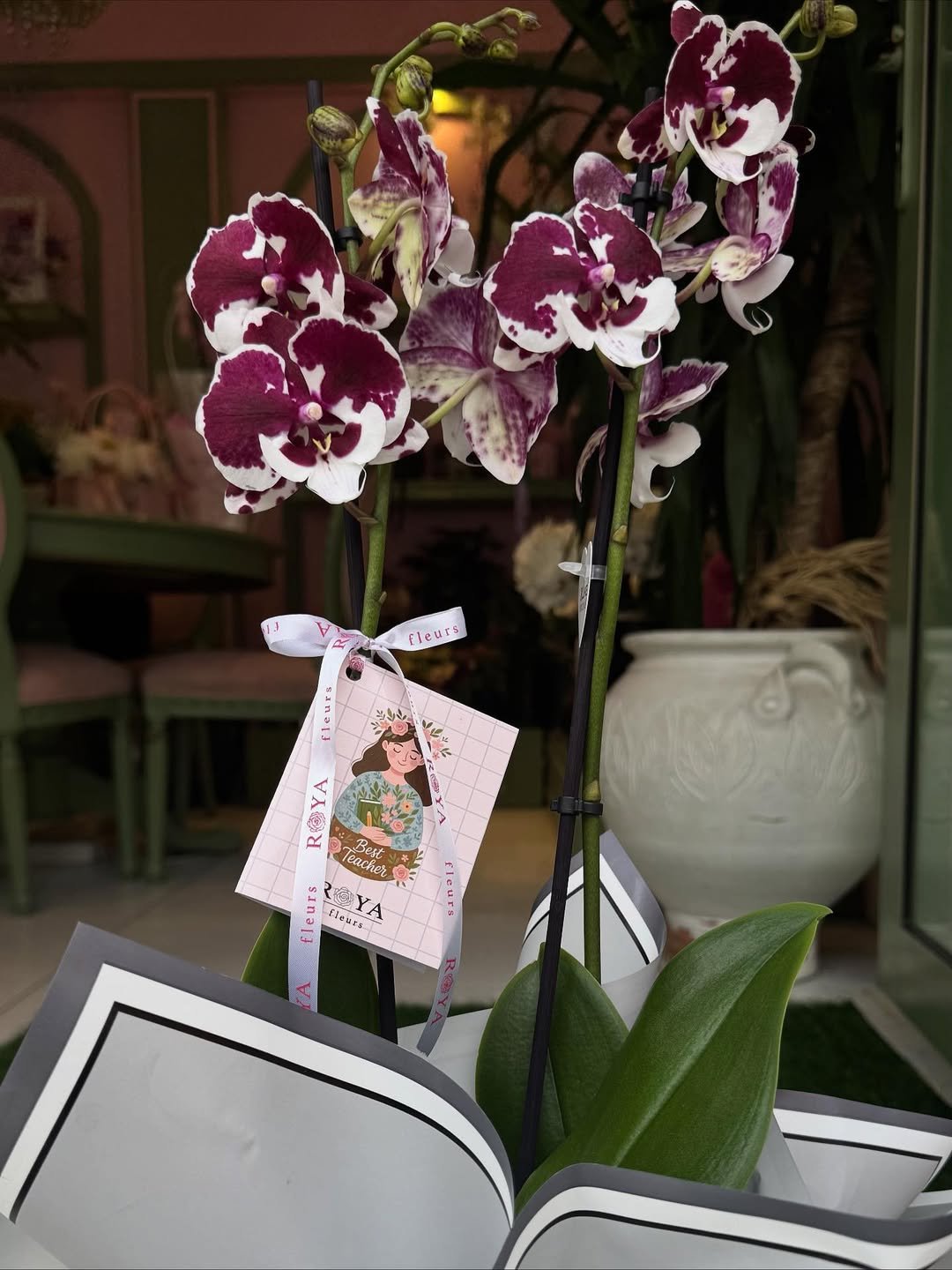 Renkli orkide saksı görünüm 3