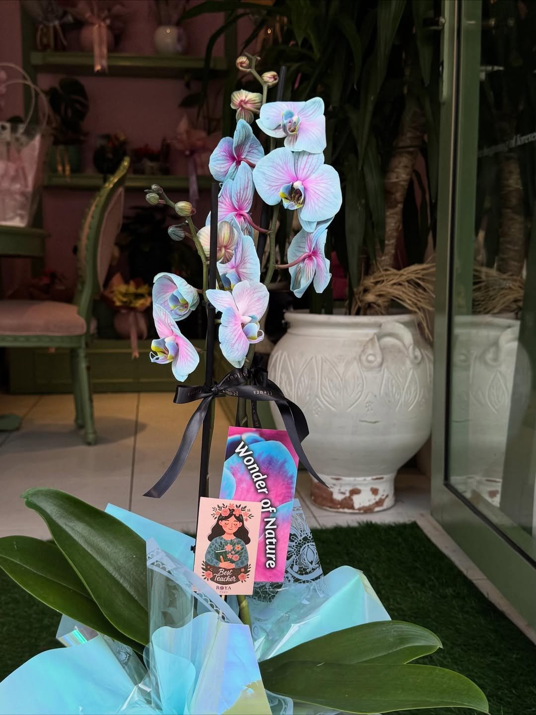 Renkli orkide saksı görünüm 4